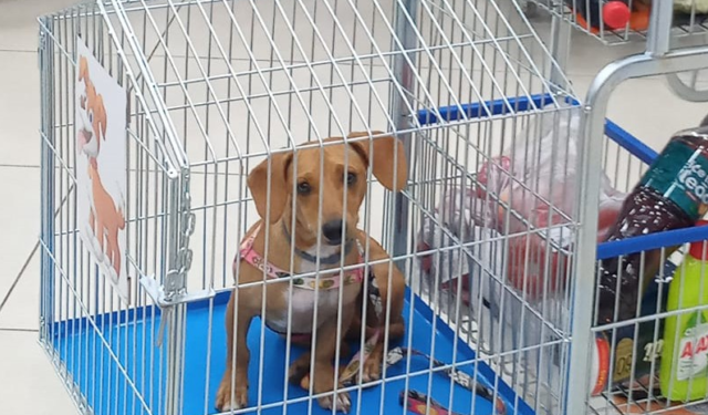 TJPB derruba lei que obrigava supermercados de João Pessoa a adaptar carrinhos para pets